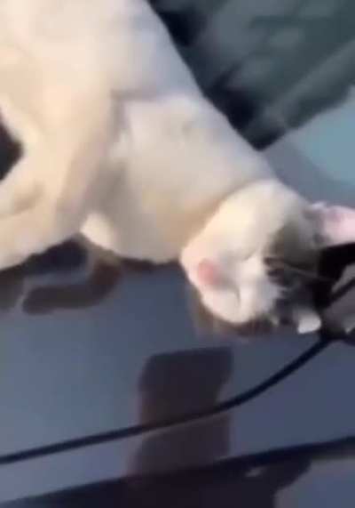 Sleepy cat