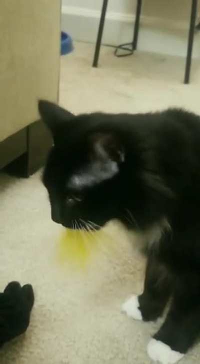 Was told this belonged here! The struggles of having a velcro tongue