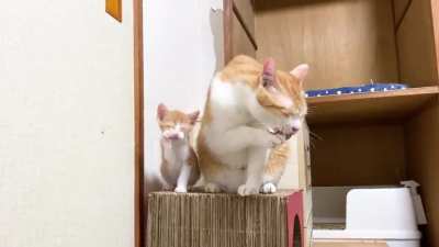 The kitten and its mother
