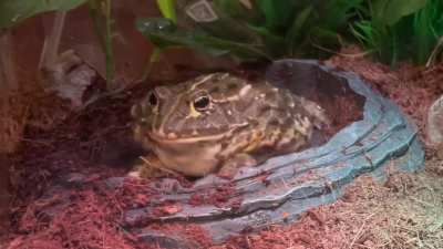 Yum Yum the African Bullfrog!