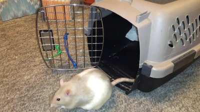 My awesome pet rat Latte learning her 