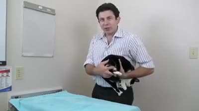 Squish that cat