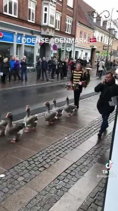 Goose parade in Denmark