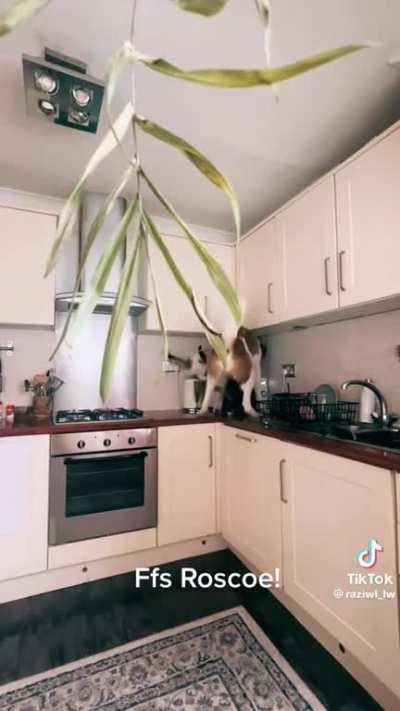 If it&rsquo;s ok for the cats&hellip;