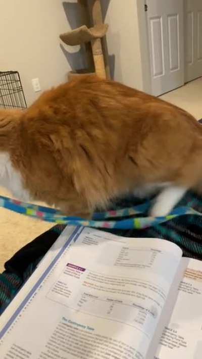 My cat loves his string a lot, and wants me know it.