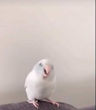 passaralho