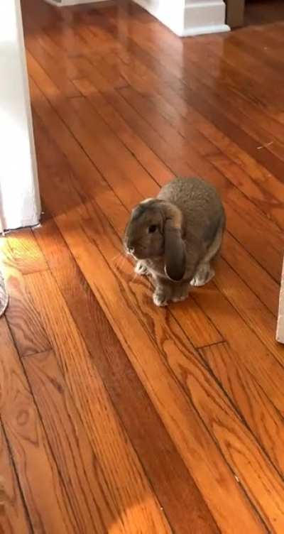 The GOODEST bun
