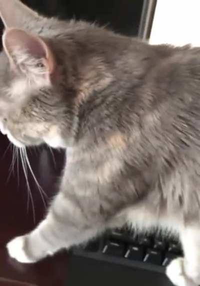 Cat walks on a keyboard, asks to be petted, then bites owner.