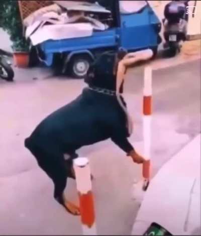 Допрыгался, кожаный мешок