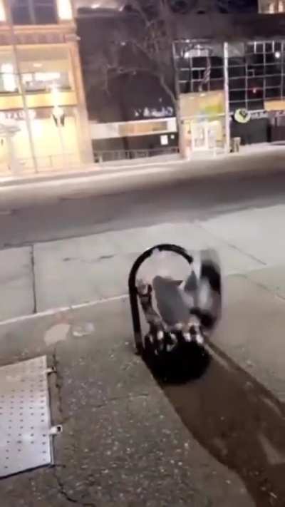 WCGW Hopping over a metal bar