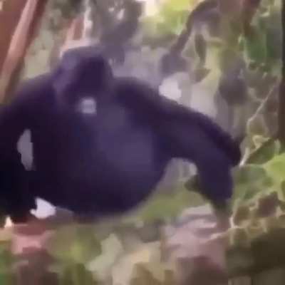 🦍
