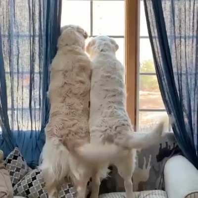 woof_irl