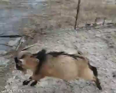 Is this goat not hilarious?