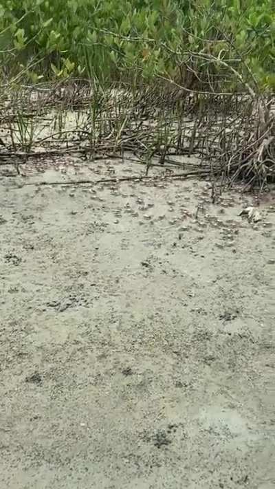 Crabs on the move