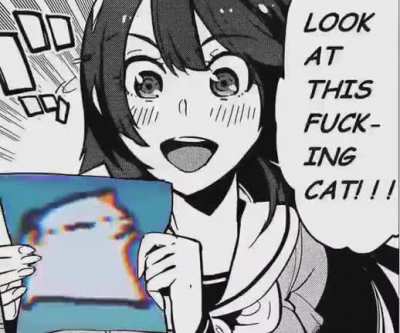 El gato