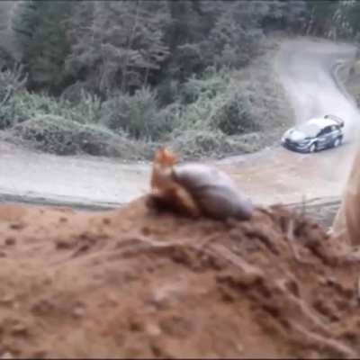 snail wondering if who could ever compete in the races too .....