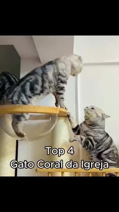 Um v&iacute;deo de gatinho pra alegra seu dia 