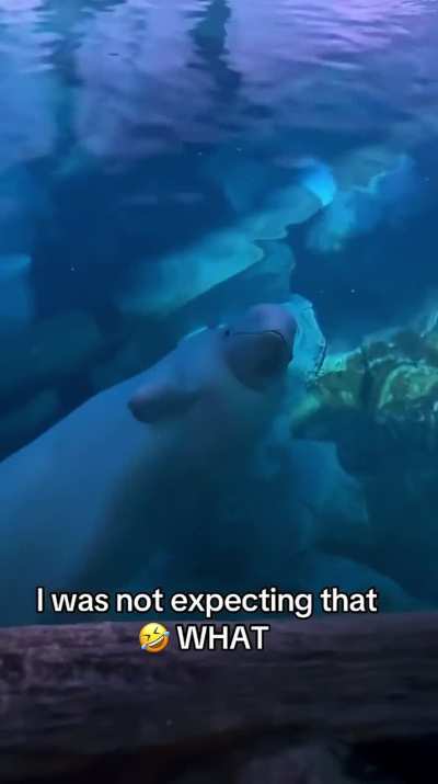 Belugas are so elegant 😌