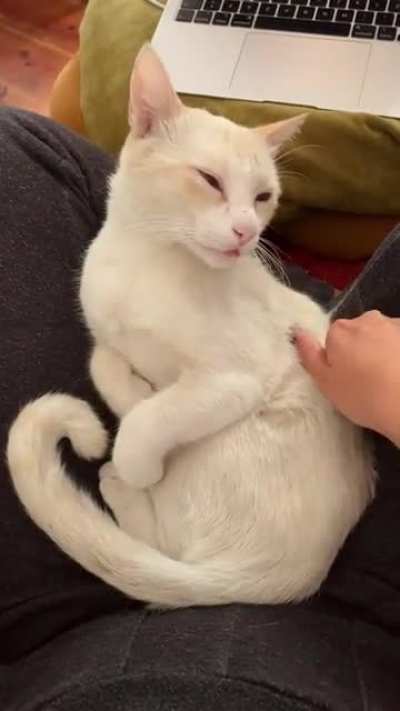 Bleppin good pets
