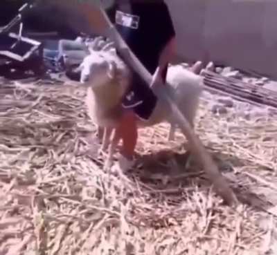 sheep was rethinking his whole life