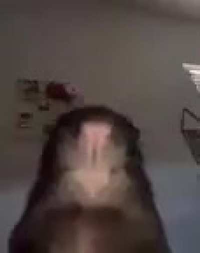 🐀