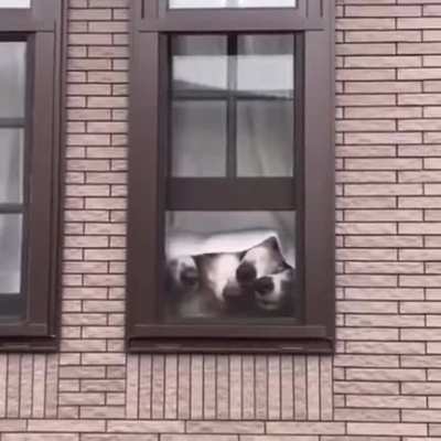 A window of Boops