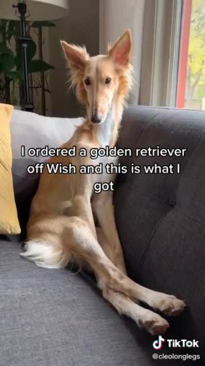 Golden Deerfoxhound