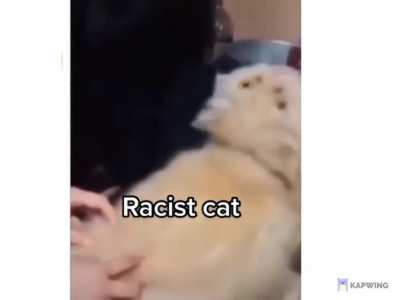 gato basado?🤨
