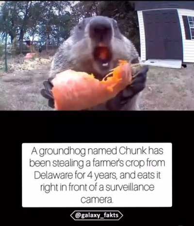 It&rsquo;s Chuck&rsquo;s world, and those farmers are just living in it.