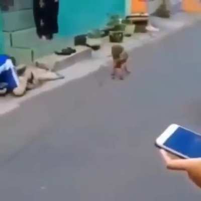 🐵🏍️🤸