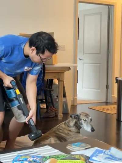 We got a new vacuum and it&rsquo;s their new favorite toy