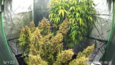 Seed to Smoke Time Lapse - 6 months in 6 minutes