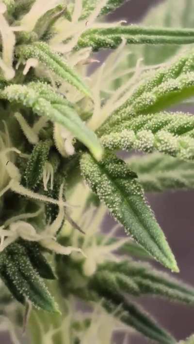 Week 4 flowering