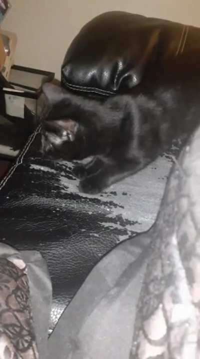 gatito