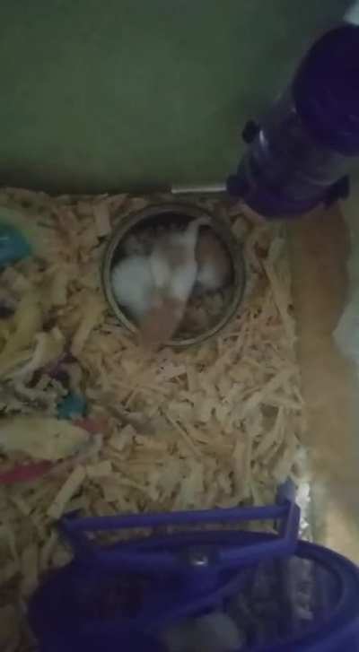 Too much excitement in that squeak