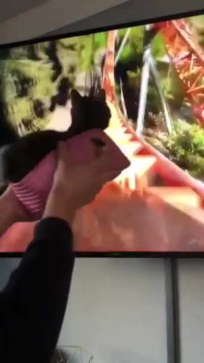 DAE KITTEN RIDES GE FORCE