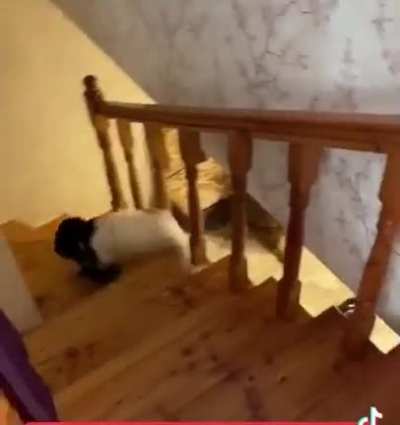 She actually PUSHED the cat to get them to fight!! I don&rsquo;t know how to flair this one.