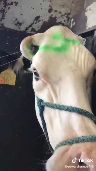C muri&oacute;