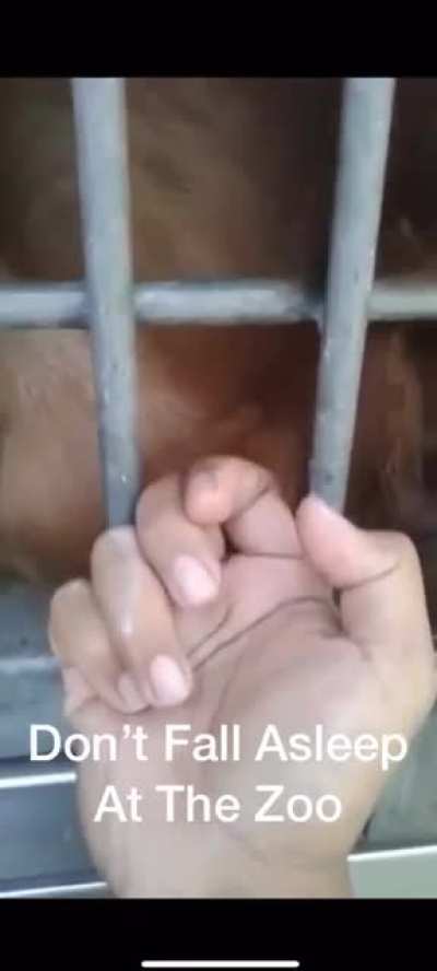 A quickie at the zoo.