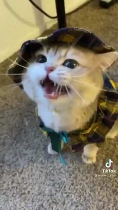 We need a r/catsaskingforhelp sub