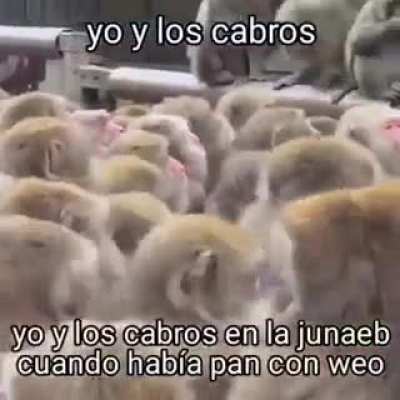 yo_ctm