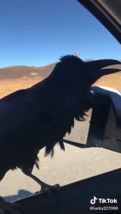 puto