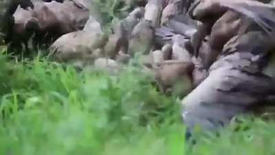 A wake of vultures waiting for their meal