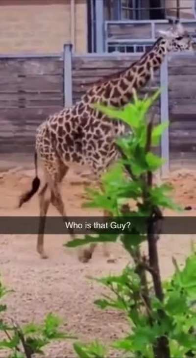 Look at that beautiful Giraffe