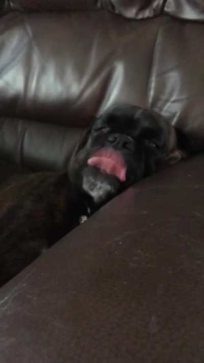 My dog was asleep and dreaming