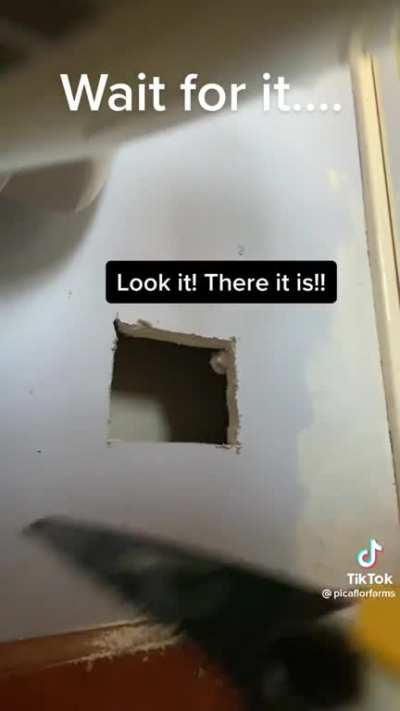 Something crawling in the wall, a cat?