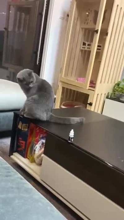 Just a cat being a cat