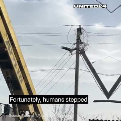 The story of a stork&rsquo;s nest: from being destroyed in an accident to being fully restored