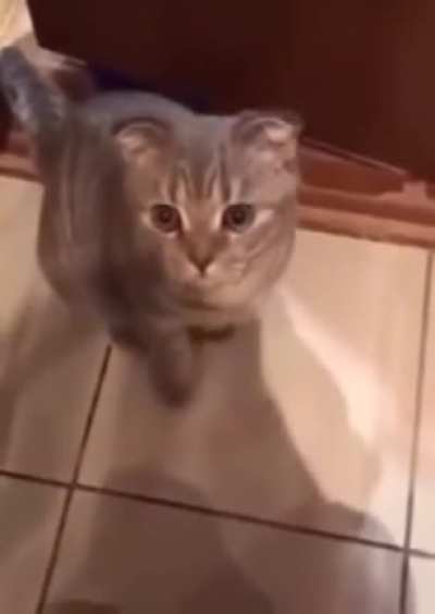 "If you're a good kitty say meow"