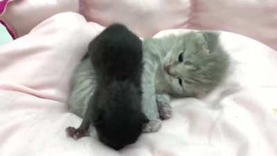 Kitten hugging his adopted brother 🤩